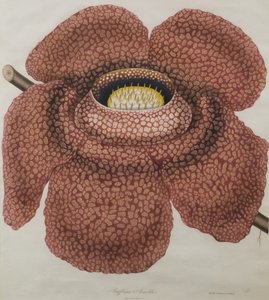 Fleur de Rafflesia arnoldii