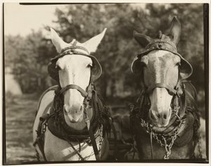 [Deux mules, comté de Hale, Alabama]