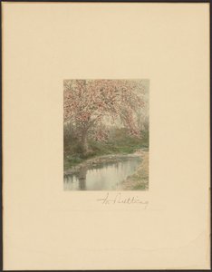 [Arbre à fleurs] - Wallace Nutting