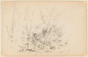 Esquisse de plantes sauvages