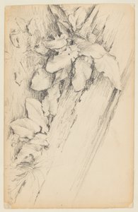 Étude de plantes et tronc d