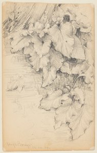 Étude de plantes au bord de l