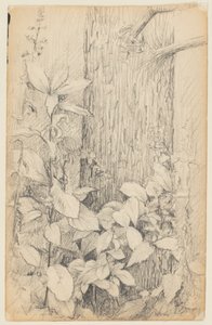 Étude de Sous-bois - Walter Clark