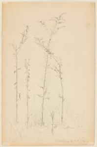 Étude de plantes sauvages, Fordham Heights