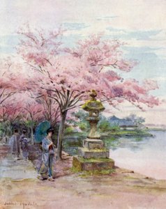 Fleurs de cerisier et lanterne en pierre, parc Ueno