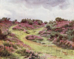 La Nouvelle Forêt : Bruyère de Bell sur Setley Plain (lithographie en couleur) - Walter Frederick Roofe Tyndale
