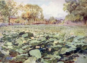 Lotus blanc, le fossé du château, Kofu