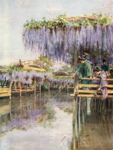 Glycine à Kameido