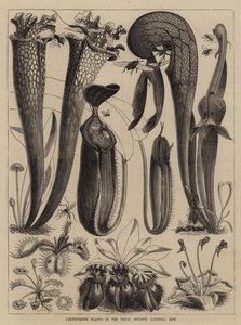 Plantes Carnivores dans les Jardins Botaniques Royaux, Kew - Walter Granville Smith