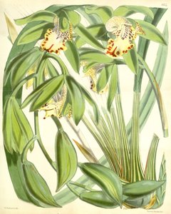 Cymbidium hookerianum - Walter Hood Fitch