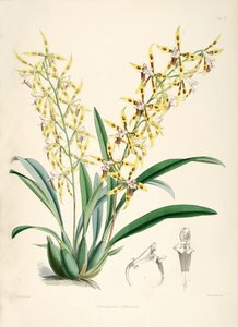 Odontoglossum lindleyanum - Walter Hood Fitch