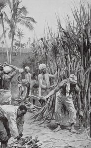Coolies de Trinidad travaillant dans un champ de canne (lithographie)