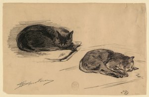 Étude de chats