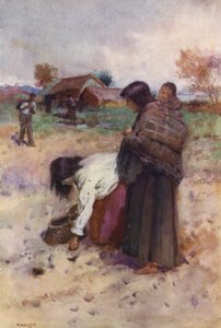 Nouvelle-Zélande : Plantation de pommes de terre