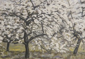 Arbres fruitiers en fleurs