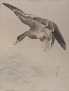 Canard, vers 1887