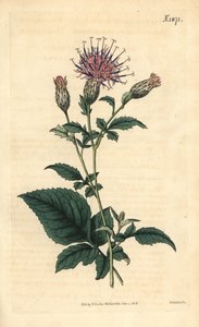 Fünfblättrige Sarrette - Klasea quinquefolia von Weddell Weddell