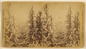 [Arbres enneigés, Leadville, Colorado]