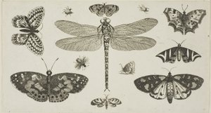 Une libellule, des coccinelles et des papillons, de Diversae Insectorum...Figurae - Wenceslaus Hollar