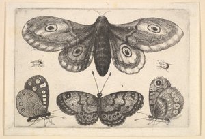 Un papillon de nuit, trois papillons et deux coléoptères, 1646 - Wenceslaus Hollar