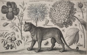 Animaux et plantes : Léopard avec plantes et insectes, 1662 - Wenceslaus Hollar