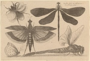 Libellules, un bourdon et un papillon