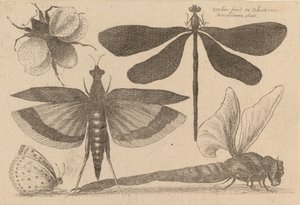 Libellules et un bourdon