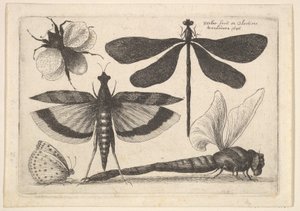 Libellules et un bourdon, 1646
