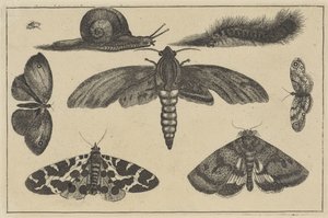 Trois mites, papillons, scarabée, escargot et chenille (Divers insectes) - Wenceslaus Hollar