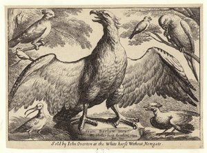 Aigle et autres oiseaux - Wenceslaus Hollar