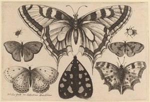 Cinq papillons, un papillon de nuit, un coléoptère et une araignée