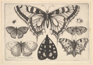 Cinq papillons, un papillon de nuit et deux coléoptères, 1646 - Wenceslaus Hollar