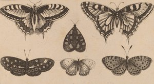 Cinq papillons et un papillon de nuit - Wenceslaus Hollar