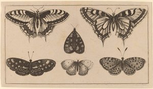 Cinq papillons et un papillon de nuit - Wenceslaus Hollar