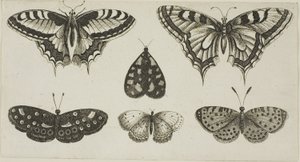 Cinq papillons et un papillon de nuit