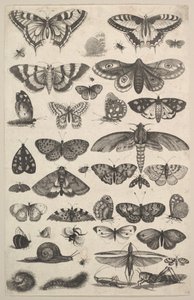 Quarante et un Insectes, y compris des papillons de nuit et des papillons, 1625-77