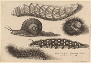 Quatre chenilles et un escargot - Wenceslaus Hollar