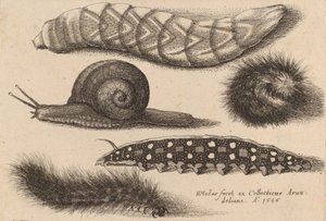 Quatre chenilles et un escargot, 1646 - Wenceslaus Hollar
