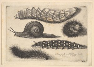 Quatre chenilles et un escargot - Wenceslaus Hollar