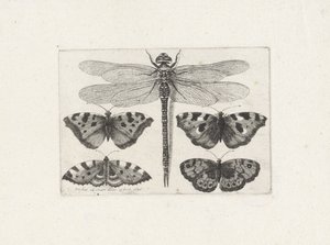 Libellule et quatre papillons