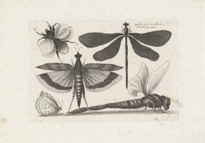 Libellules, papillon et bourdon