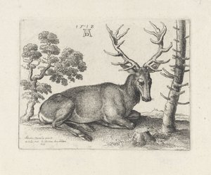 Cerf couché, vers la droite - Wenceslaus Hollar