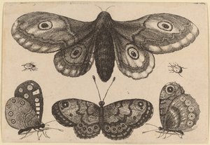 Papillon de nuit, trois papillons et deux coléoptères - Wenceslaus Hollar