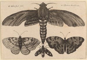 Papillon de nuit et trois papillons - Wenceslaus Hollar