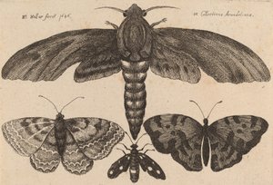 Papillon de nuit et trois papillons - Wenceslaus Hollar