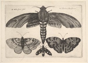 Papillon de Nuit et Trois Papillons - Wenceslaus Hollar