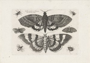 Papillons de nuit et petits insectes - Wenceslaus Hollar