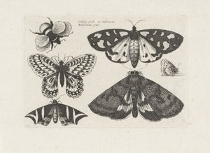 Motten, vlinders en een hommel - Wenceslaus Hollar