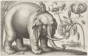 Éléphant, singe, fleurs et insectes - Wenceslaus Hollar
