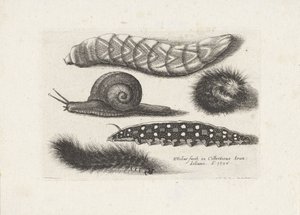 Rupsen en een slak - Wenceslaus Hollar